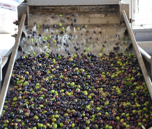 Why Same-Day Cold Pressing Matters for Truly Premium Olive Oil