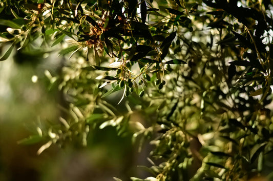 From Anatolia to Your Table: How Turkey Protects Its Olive Heritage